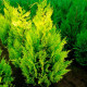 Саженцы Кипариса в Азове — урожайные сорта!