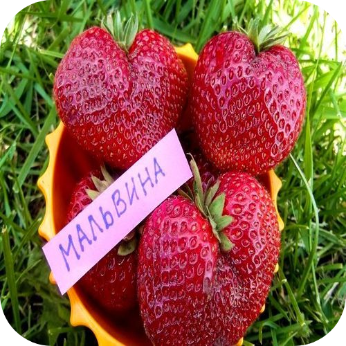Клубника "Мальвина" 