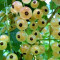 Саженцы Смородины